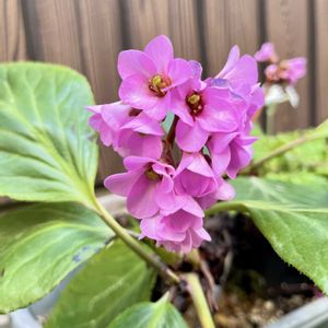 お隣さんち,おうち園芸,小さな庭の画像