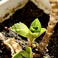 アジサイ,アジサイ,実生,ベランダ園芸,みしょり隊の画像