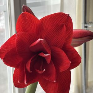 マリリン,ダンシングクィーン,八重咲きアマリリス,アマリリス　ダブルドラゴン,アマリリス　ダブルドラゴンの画像