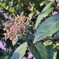 サザンカ,ビオラ,利休梅,ビバーナムティヌス,お散歩ちゃんキーホルダーの画像