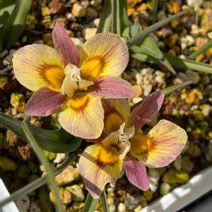 モラエア,南アフリカの球根植物,モラエア トリカラー,モラエア トリカラー,モラエア トリカラーの画像