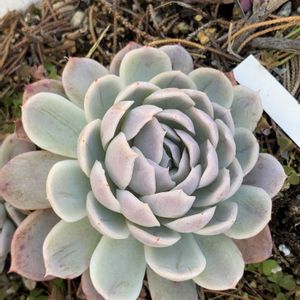 多肉植物,エケベリア属,多肉植物とサボテン,タニラー,多肉植物大好きの画像