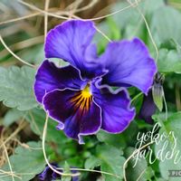 ビオラ,ヨコハマセレクション フレアブルー,ガーデニング,マイガーデン,パープルの画像