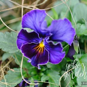 ビオラ,ヨコハマセレクション フレアブルー,ガーデニング,マイガーデン,パープルの画像