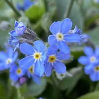 シレネ,ワスレナグサ,早朝,ベランダの画像