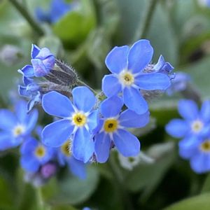 シレネ,ワスレナグサ,早朝,ベランダの画像