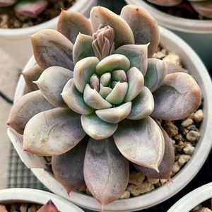 ミルクティー エケベリア,多肉植物,エケベリア属,多肉中毒,エケベリア女子の画像