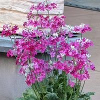 サクラソウの画像