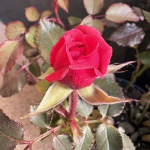 鉢植え,庭の画像