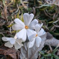 シバザクラ,芝桜,畑の画像