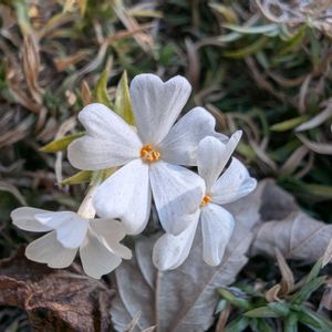 シバザクラ,芝桜,畑の画像