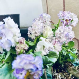 多肉植物,観葉植物,花のある暮らし,植物のある暮らし,ビオラ・パンジーの画像