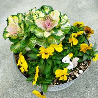 葉牡丹,ビオラ,いいね❤ありがとう,花のある暮らし❤の画像