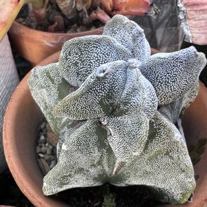 サボテン,リプサリス,小松菜,エアープランツ/チランジア,チランジアカプトメデューサの画像