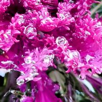 葉牡丹,鉢植え,スマホ撮影,玄関アプローチの画像