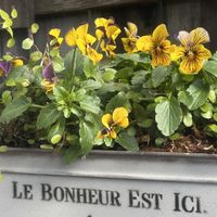 寄せ植え,一輪挿し,花のある暮らし,テーブル花,お出かけ先の画像