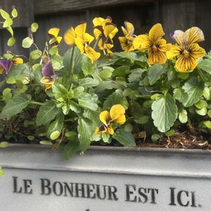 寄せ植え,一輪挿し,花のある暮らし,テーブル花,お出かけ先の画像