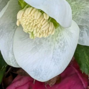 クリスマスローズ,ツワブキの綿毛,我が家の花達,白い水曜日♡,水曜日は白い花♡の画像