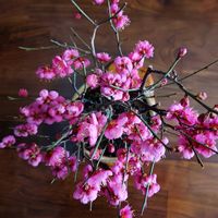 紅梅,紅梅,満開の紅梅,盆栽,棚の画像
