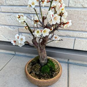 白梅,玄関アプローチの画像