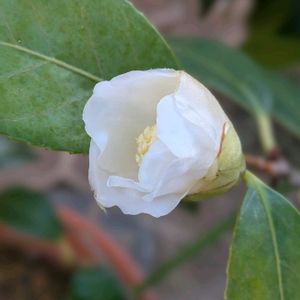 鉢植え,ガーデニング,GSのみなさんに感謝♡,白侘助,平和を願うの画像