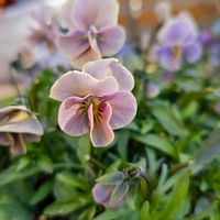 ビオラ,ビオラ万葉菫,青い花マニア,チーム・ブルー,水曜日は水色の画像