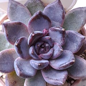 エケベリア　ブラックザラゴーサ,多肉植物,うどん県人会,うどん県西支部,小さな庭の画像