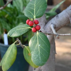 フィカスベンガレンシス,温室,今日のお花,草津市立水生植物公園みずの森の画像