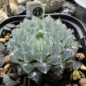 多肉植物,ハオルチア属,ハオルシア属     ,多肉中毒,ガチンコハオルチアクラブの画像