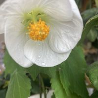 ユキヤナギ,ユリ,ビオラ,アブチロンホワイトキング,花のある暮らしの画像