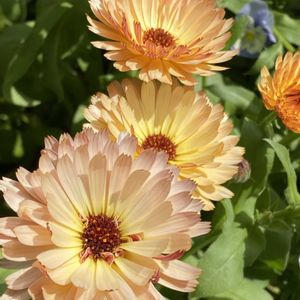 花のある暮らし,お出かけ先の画像