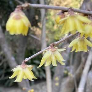 花のある暮らし,お出かけ先の画像