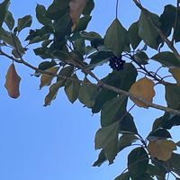 カクレミノ,山野草,樹木,ウコギ科,里山の画像