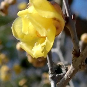 黄色い花,立春,お花に癒されて,白い水曜日♡,白い貴婦人✨の画像