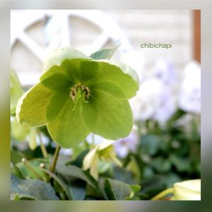 クリスマスローズ,鉢植え,ガーデニング,お気に入り♡,花のある暮らしの画像