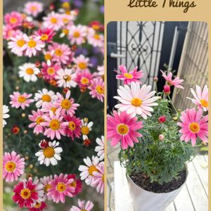 イオノプシジウム,マーガレットストロベリーホイップ,つなぐ、つながる,チームGS♡,小さな庭の画像