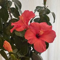 ハイビスカス,ハイビスカス アドニス,ピンク系,ハイビスカス♡,リビング・ダイニングの画像