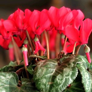 シクラメン,赤い花,窓辺の画像