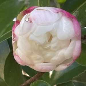 サザンカ,山野草,樹木,里山,ツバキ科の画像