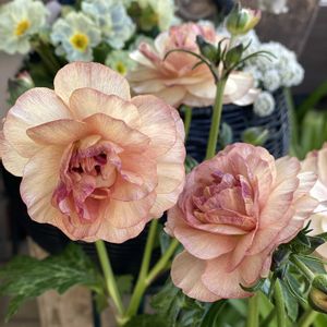 ガーデニング,緑のある暮らし,庭作り,庭の画像