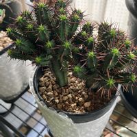 紅彩閣,ユーフォルビア･紅彩閣,和室の画像