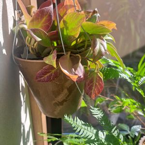 エバーフレッシュ,ホヤ・オブスクラ,成長記録,植中毒,植物好きの画像