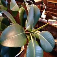 マツ,マツ,金木犀,金木犀,フィカスの画像