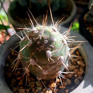 鵞鳥和尚,成長記録,植中毒,植物好き,うんともすんとも隊の画像