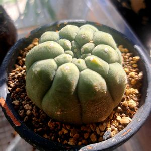 奇仙玉,成長記録,植中毒,植物好き,リビング・ダイニングの画像