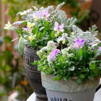 ベランダガーデニング,お気に入りの鉢,癒し…♡,可愛い❤,自作リメ鉢の画像