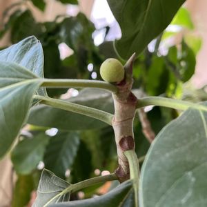 フォカス　ベンガレンシス,鉢植え,わが家の観葉植物❢,綺麗な色,元気に育ててますよの画像