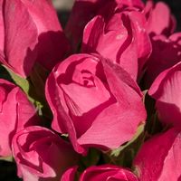 バラ咲きジュリアン,プリムラ　ジュリアン,バラ咲きプリムラジュリアンの画像