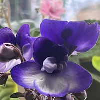 セントポーリアの画像