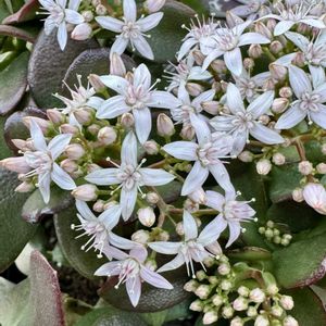 金のなる木,桜花月,フチベニベンケイ,多肉植物,今日の１枚の画像